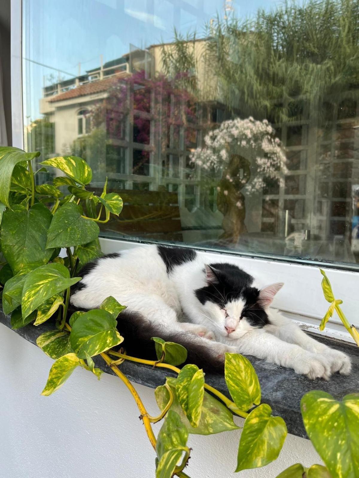 Hotel La Maggioressa Casamicciola Terme Dış mekan fotoğraf
